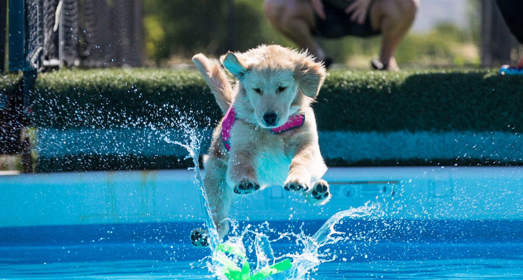 Truffles, Sherwood's GoDiva CGC CGCA CGCU TKN DN DS
