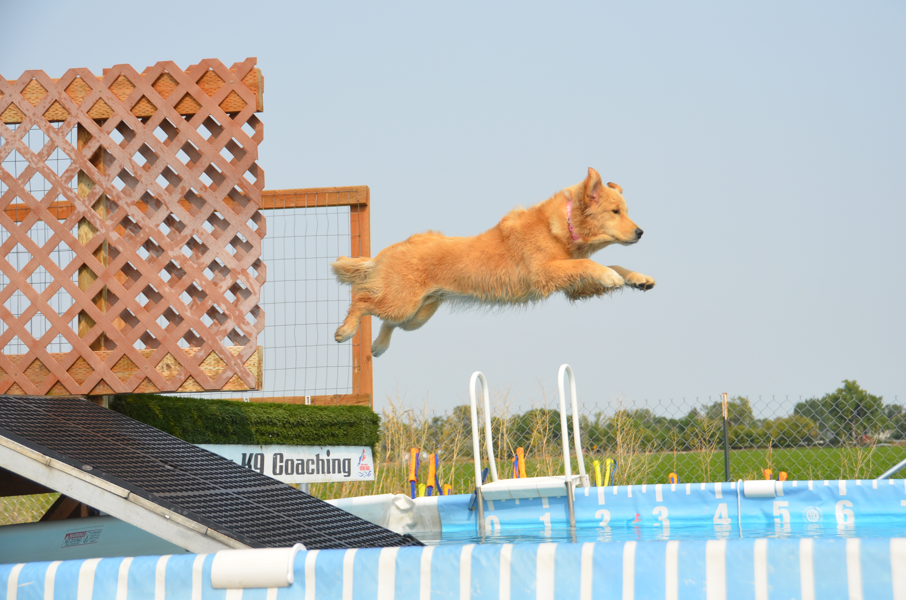 Truffles, Sherwood's GoDiva CGC CGCA CGCU TKN DN DS