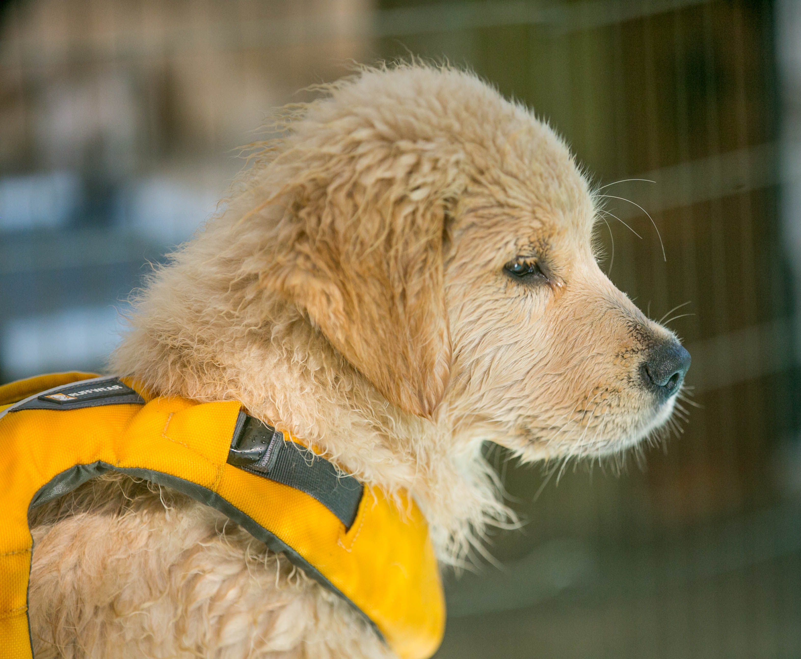 Truffles, Sherwood's GoDiva CGC CGCA CGCU TKN DN DS