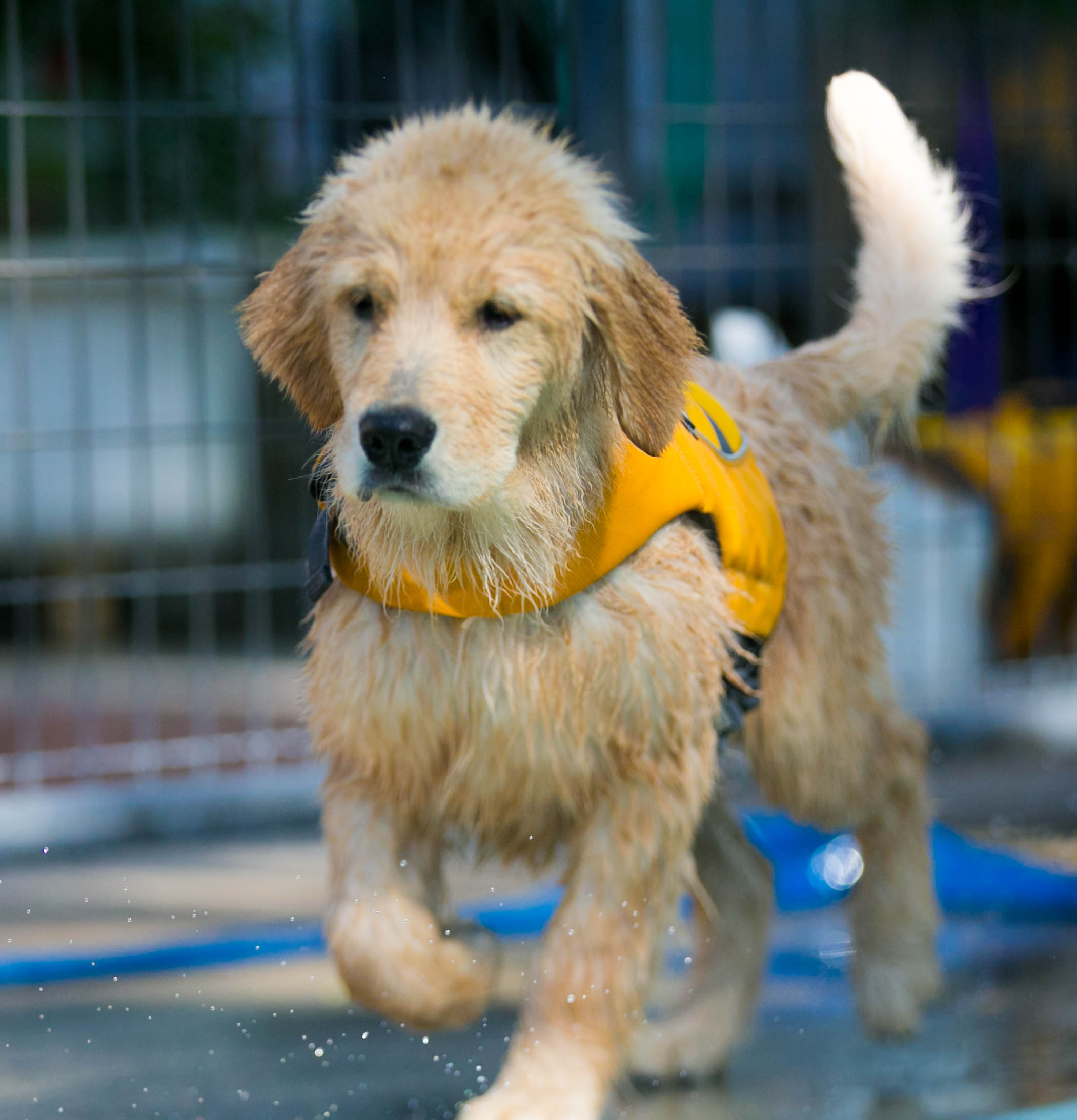 Truffles, Sherwood's GoDiva CGC CGCA CGCU TKN DN DS