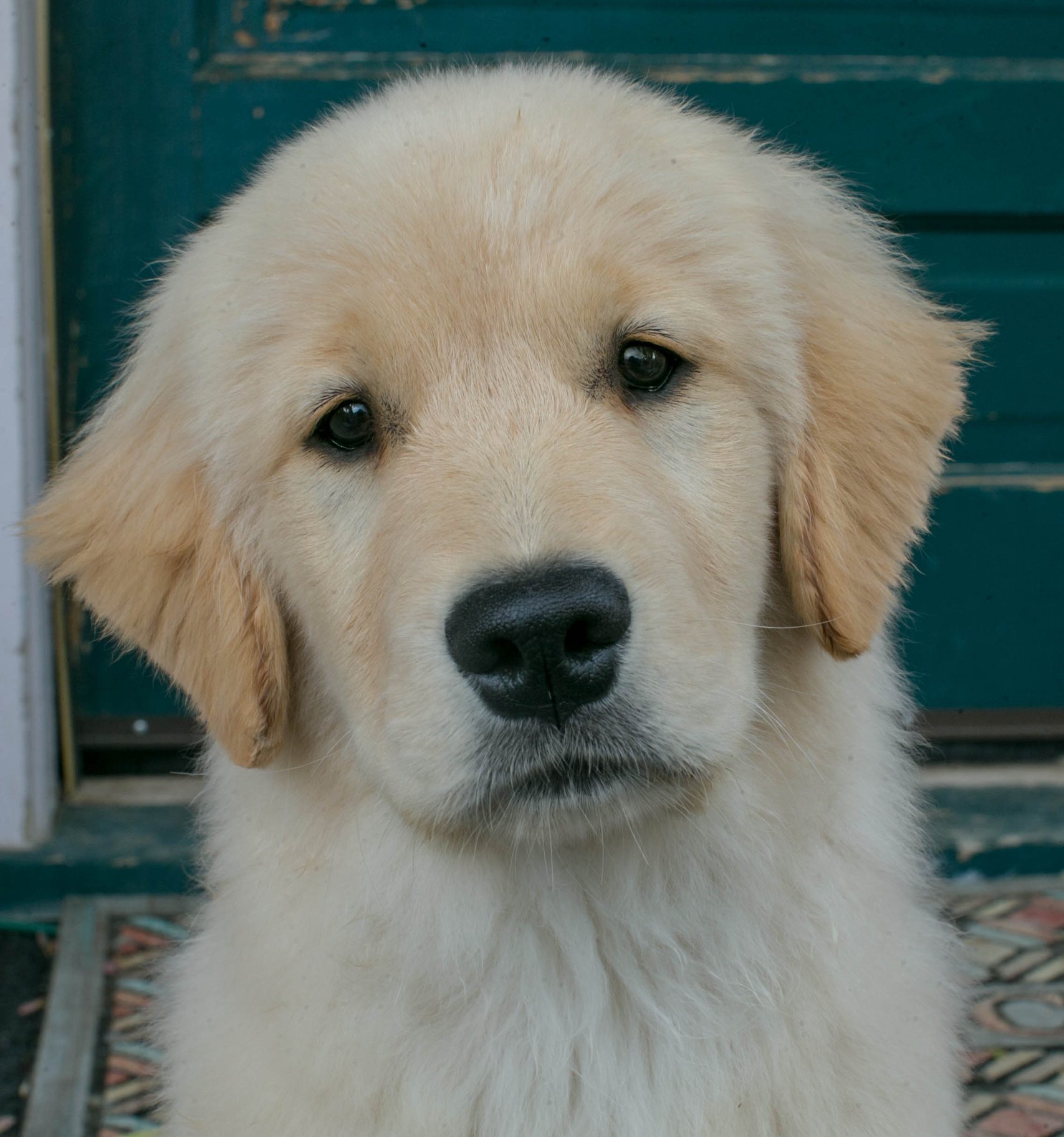 Truffles, Sherwood's GoDiva CGC CGCA CGCU TKN DN DS