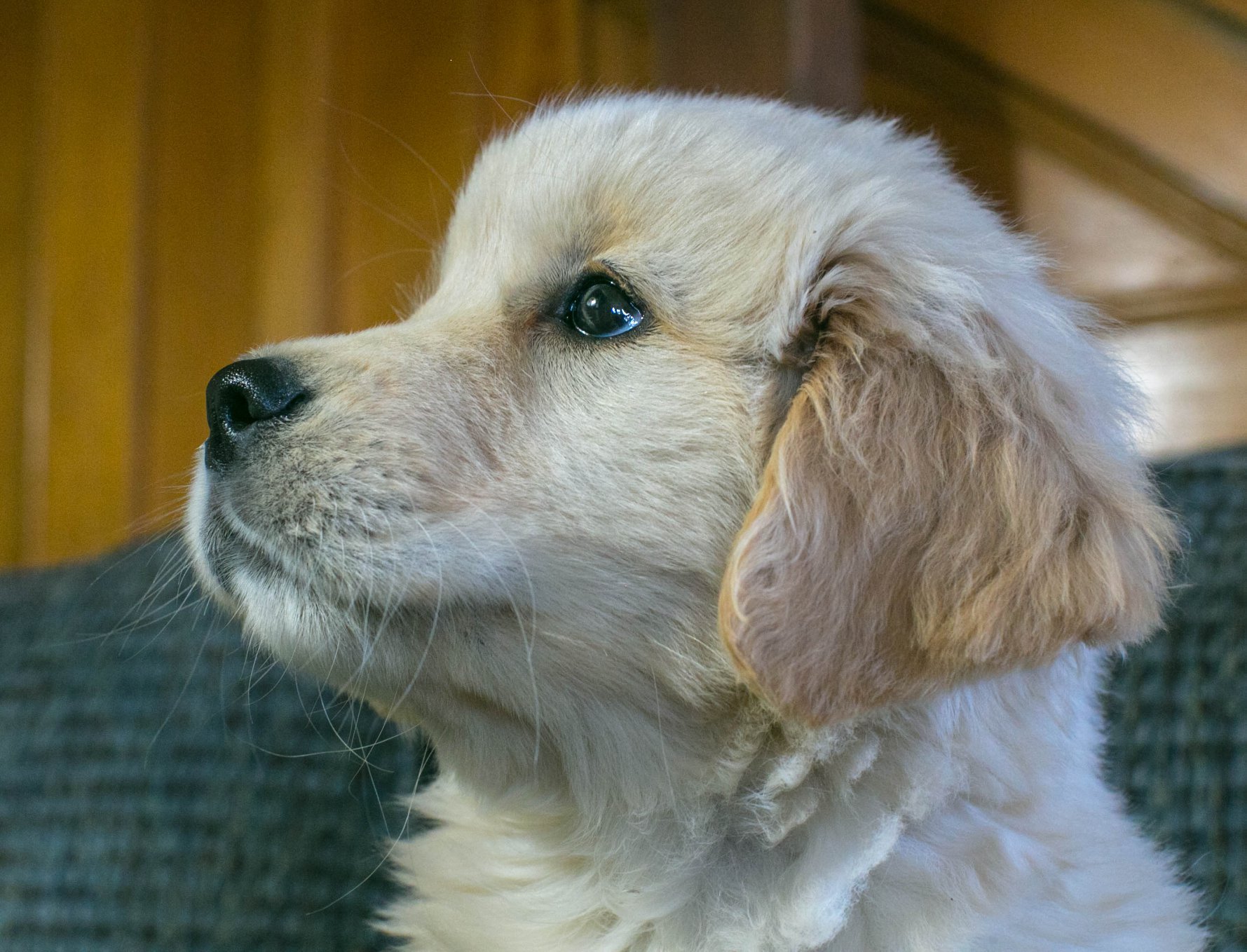 Truffles, Sherwood's GoDiva CGC CGCA CGCU TKN DN DS