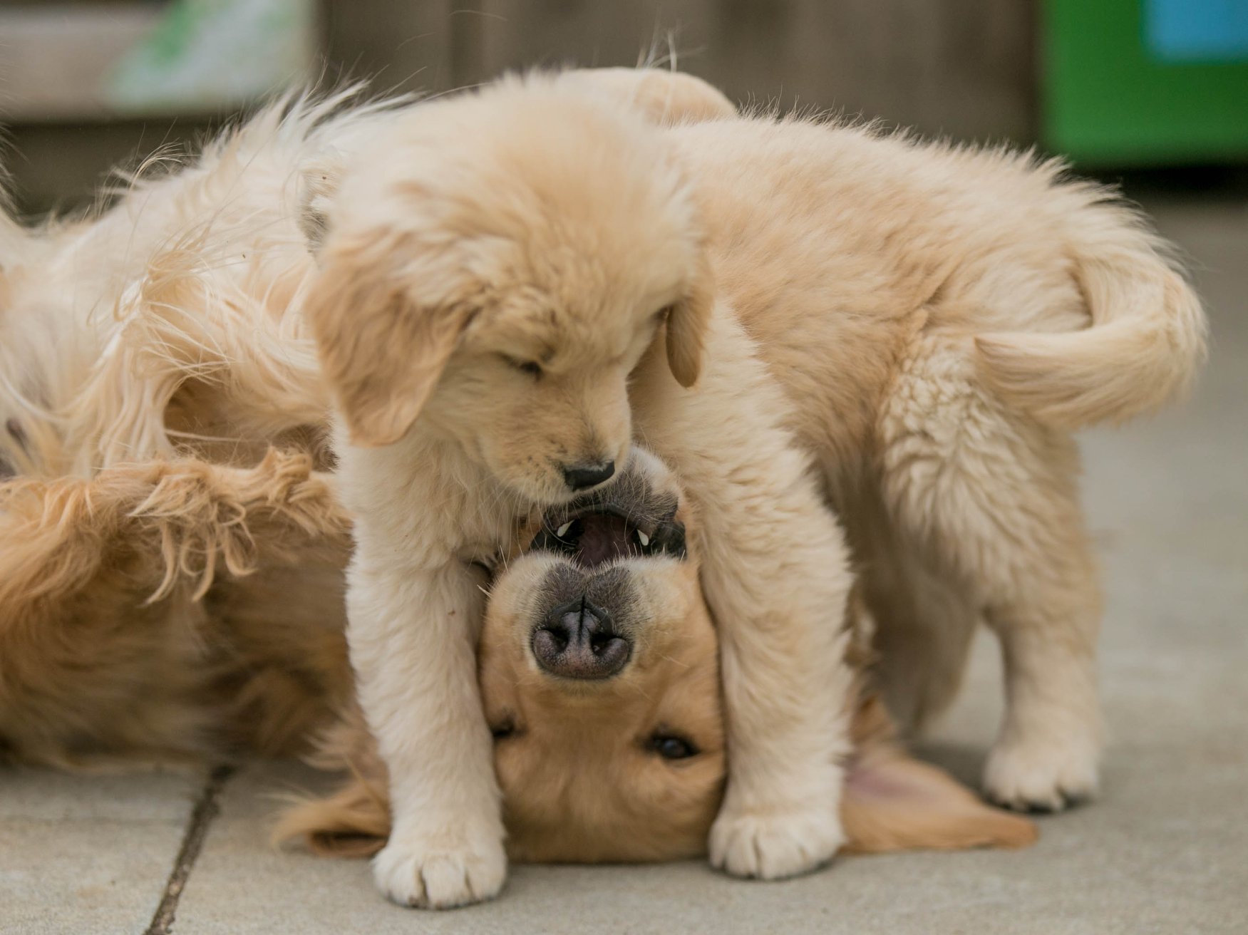 Truffles, Sherwood's GoDiva CGC CGCA CGCU TKN DN DS