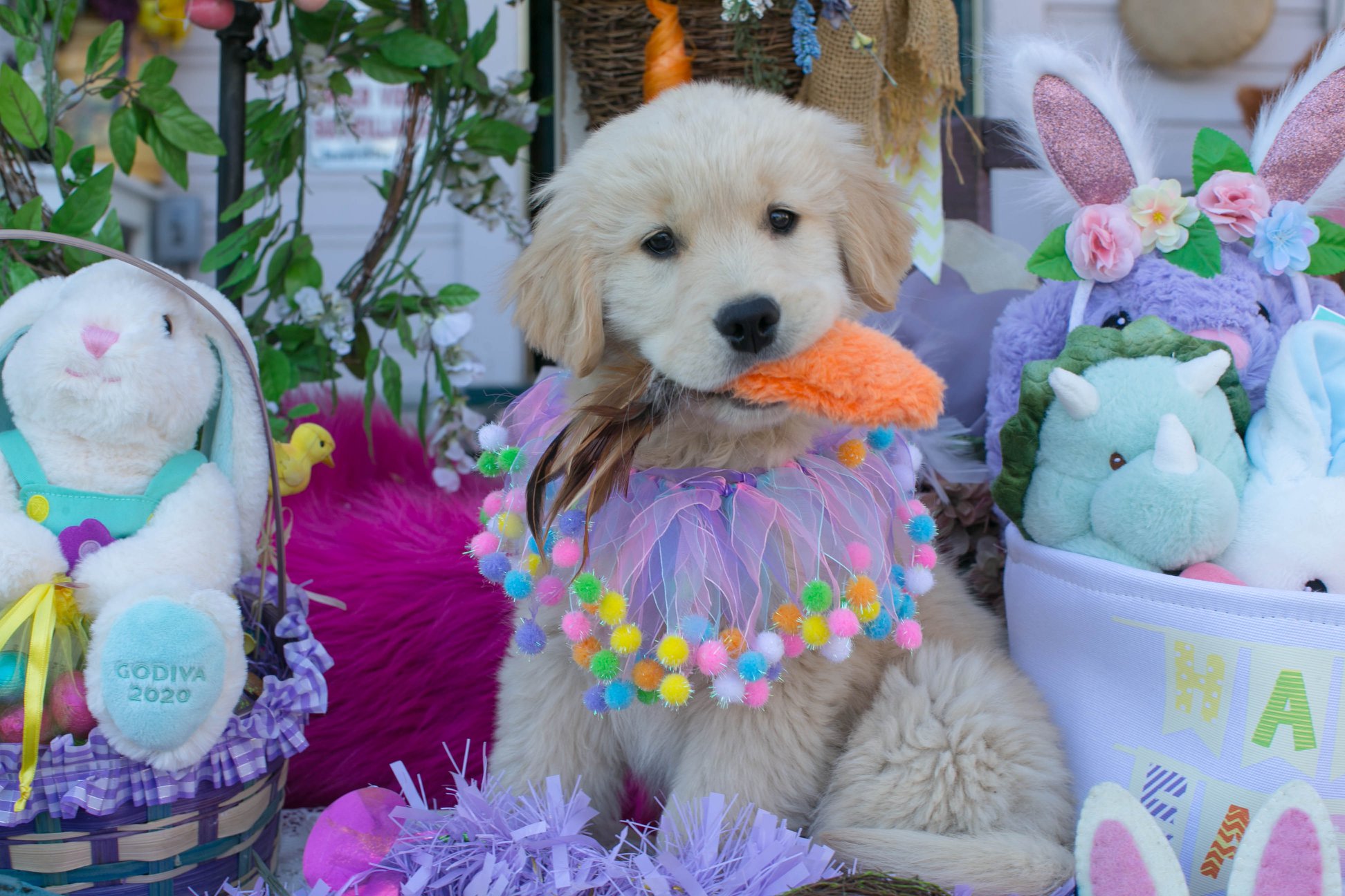 Truffles, Sherwood's GoDiva CGC CGCA CGCU TKN DN DS