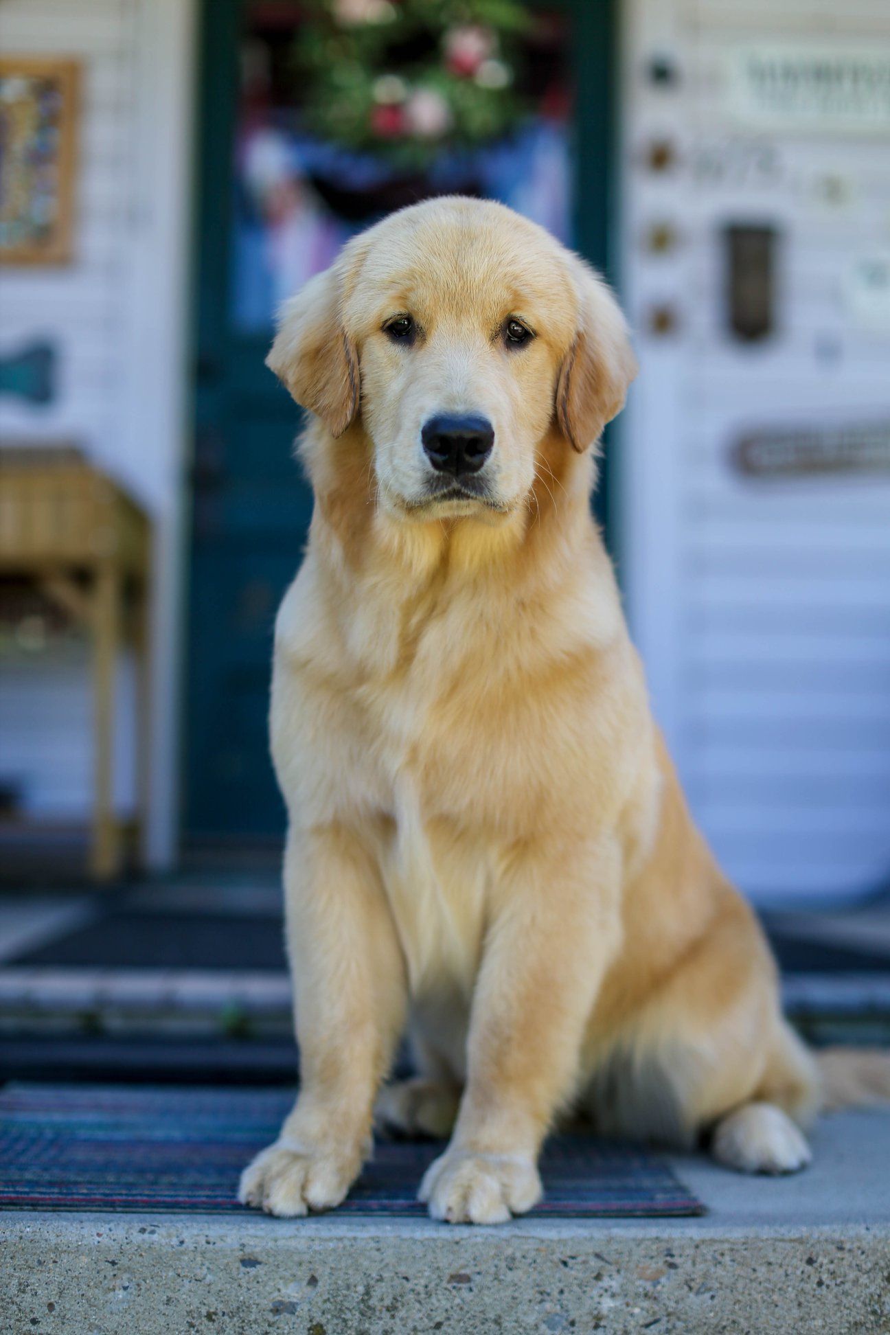 Truffles, Sherwood's GoDiva CGC CGCA CGCU TKN DN DS