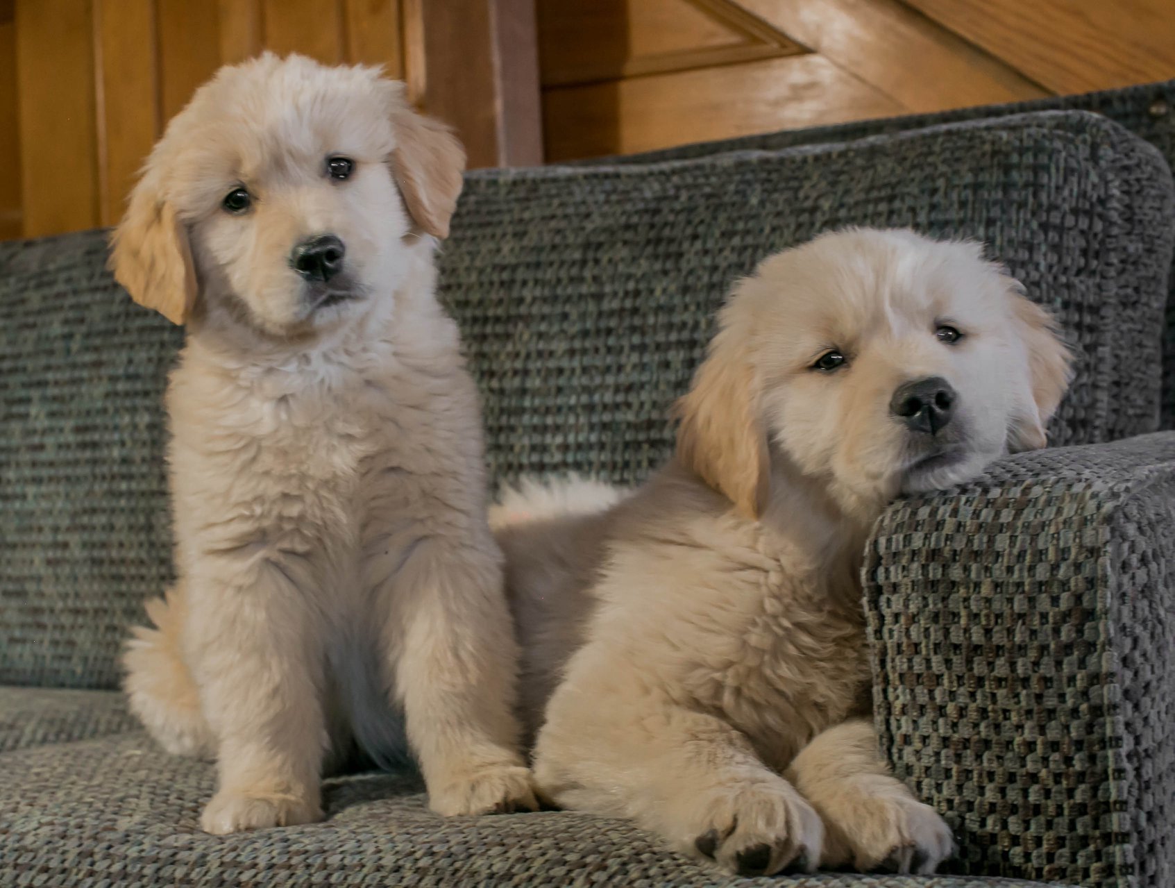 Truffles, Sherwood's GoDiva CGC CGCA CGCU TKN DN DS