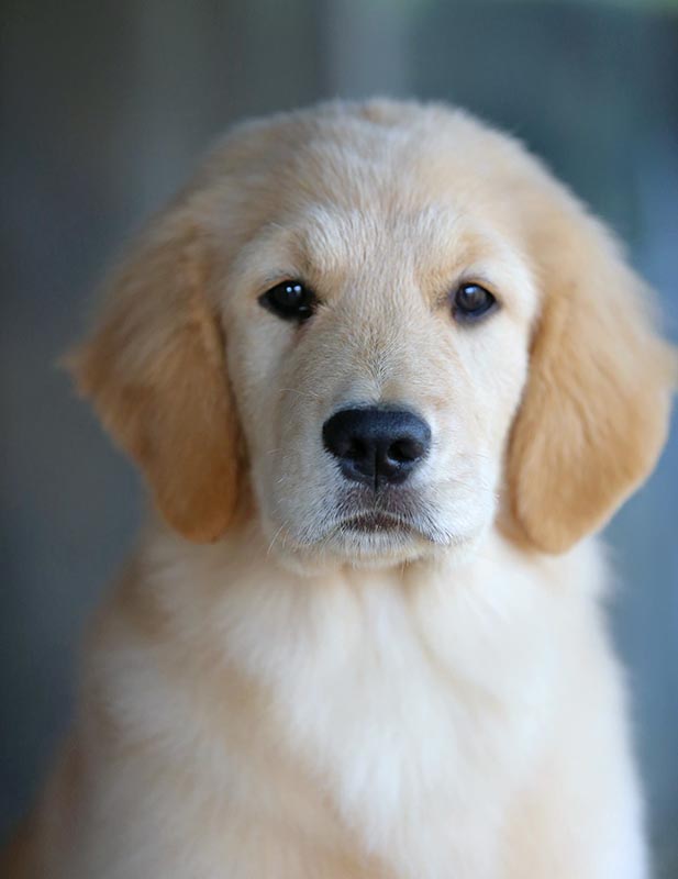 twister, Sherwood's Super Powers Unleashed