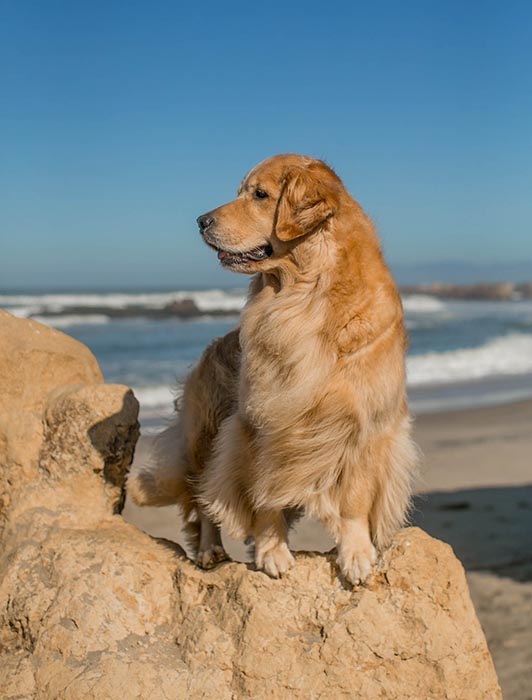 Sherwood's Super Powers Unleashed