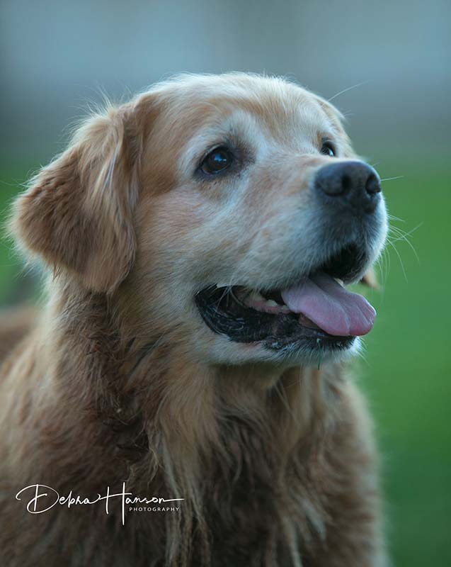 Kitti, Sherwood's Hello Kitti