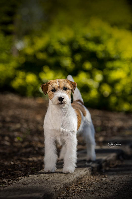 CH Foxfield Sherwood's Super Hero