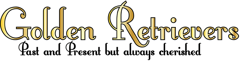 our goldens at sherwood golden retrievers