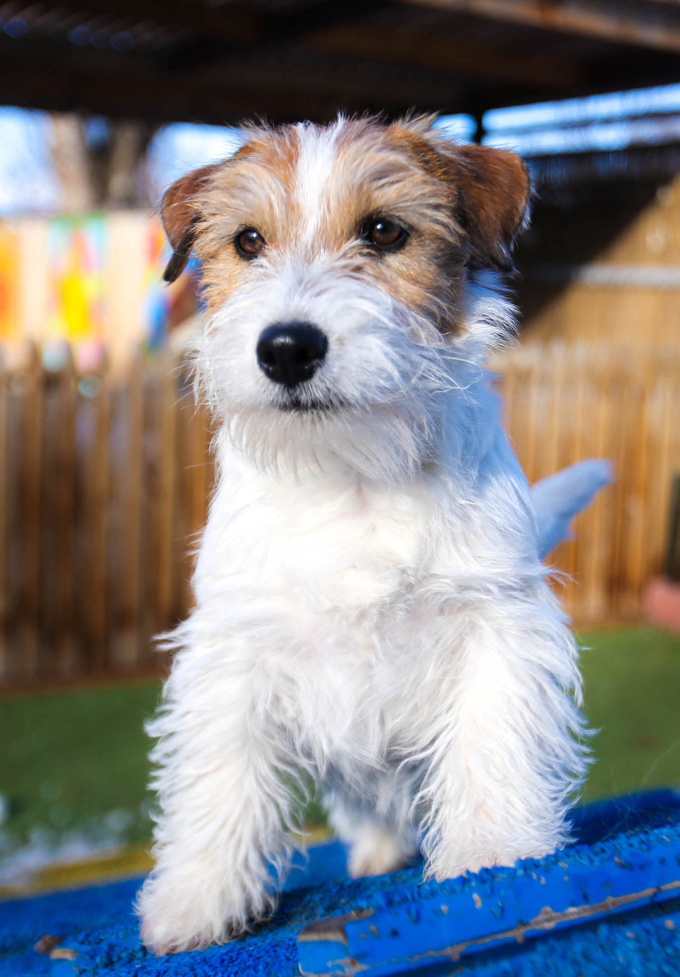 rolex, GCH Sherwood's The Crown Jewels FDC CGC CGCA CGCU TKI 