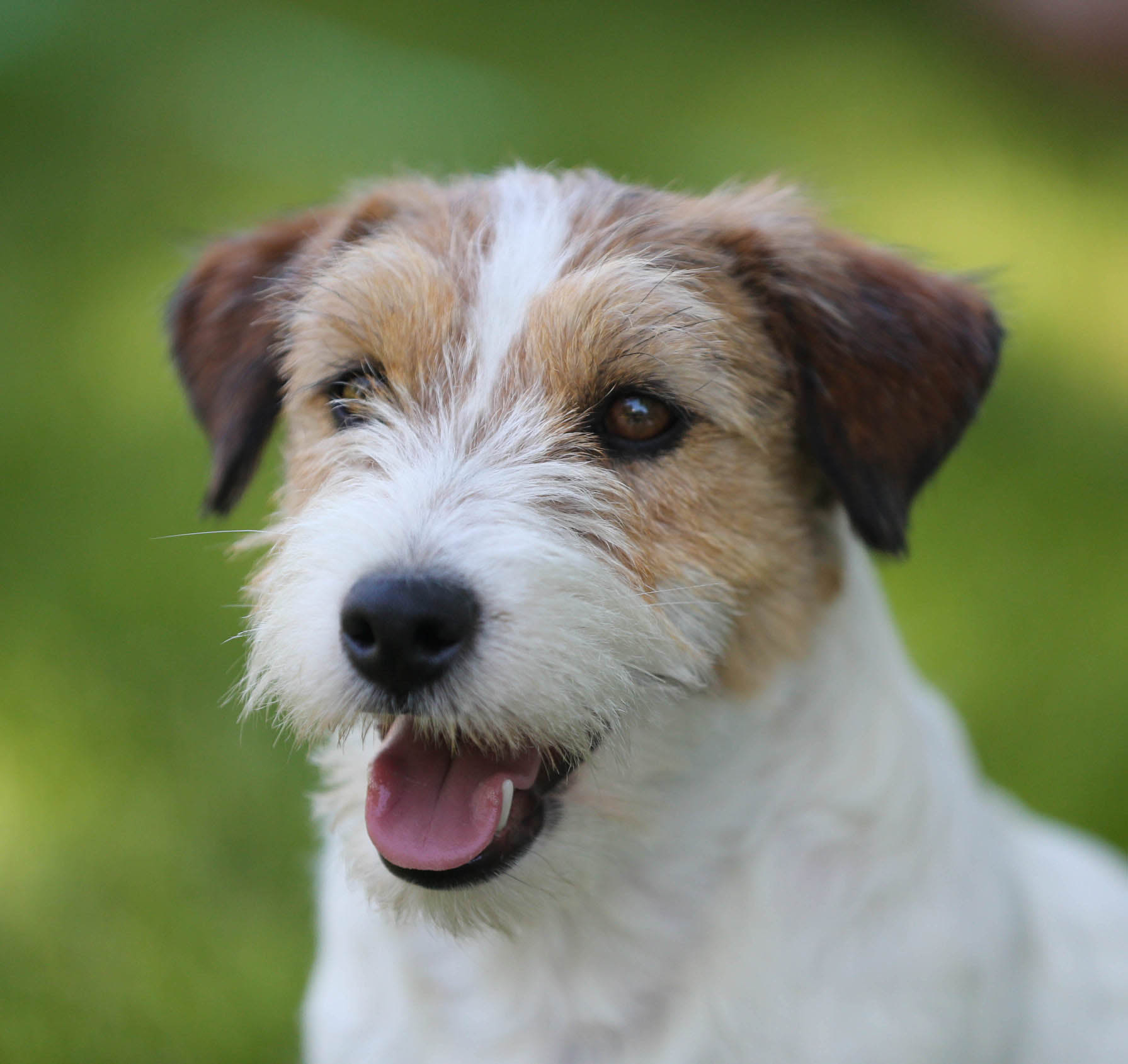 rolex, GCH Sherwood's The Crown Jewels FDC CGC CGCA CGCU TKI 