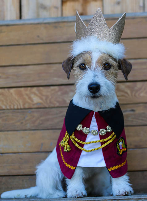 GCH Sherwood's The Crown Jewels FDC CGC CGCA CGCU TKI 