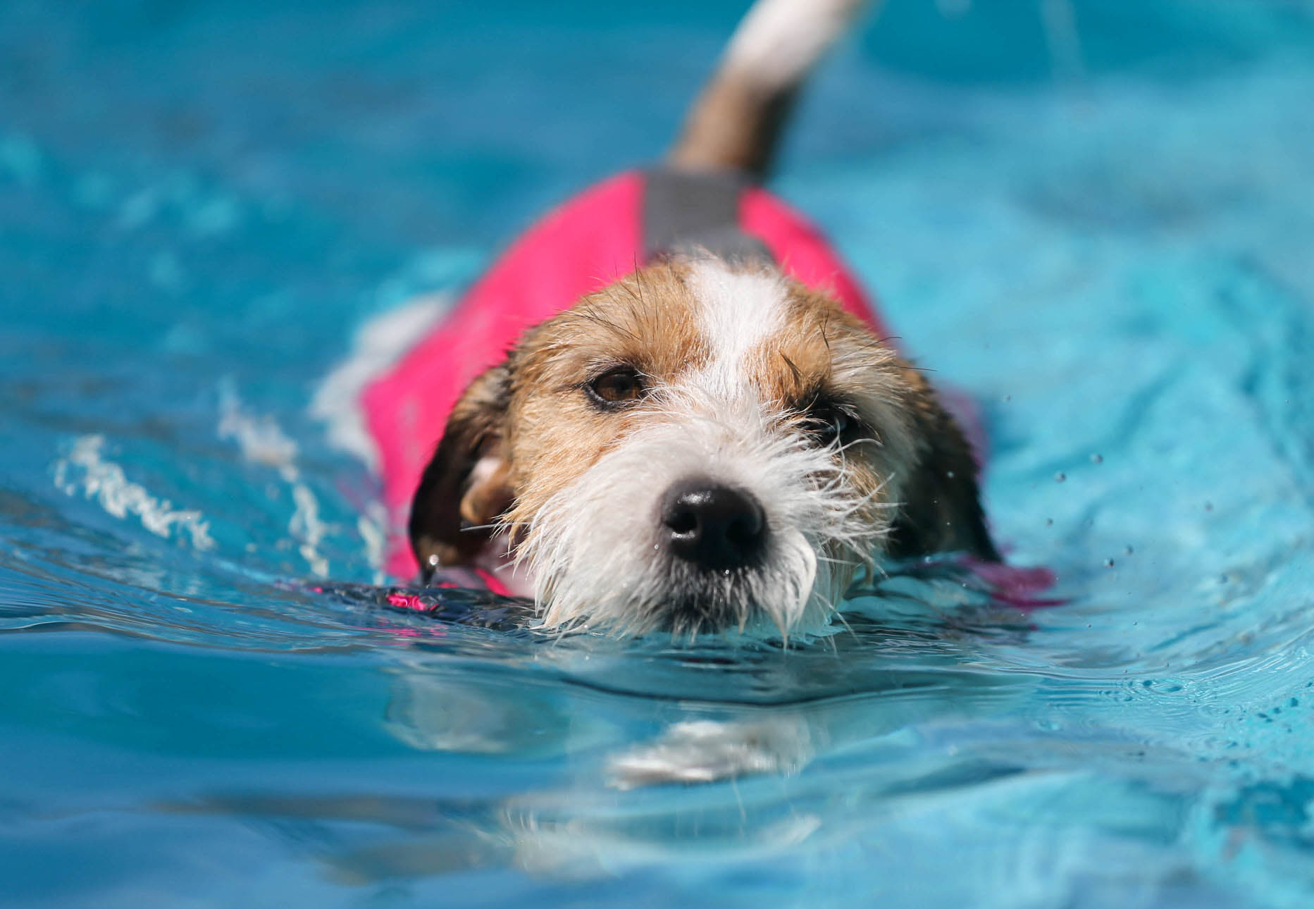 rolex, GCH Sherwood's The Crown Jewels FDC CGC CGCA CGCU TKI 