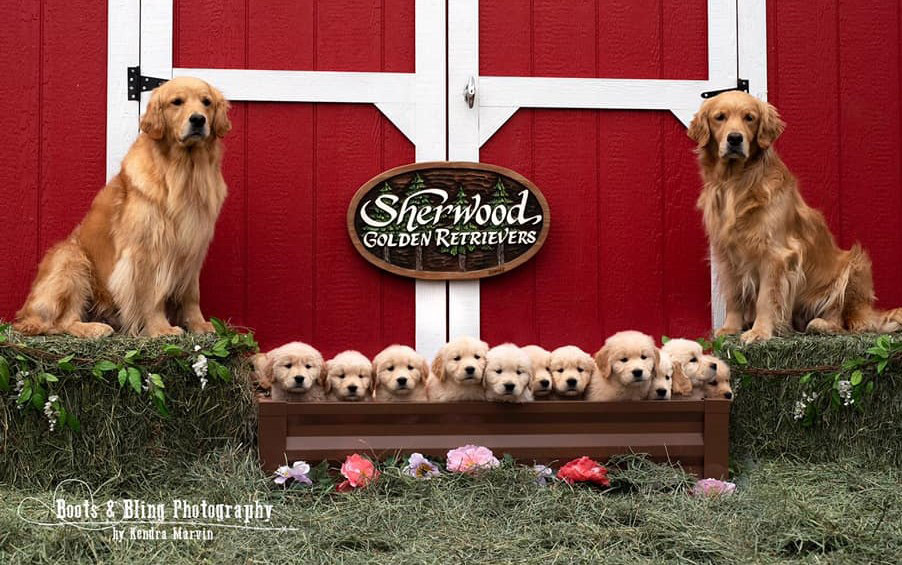 sherwood golden retrievers and russell terriers barn photo