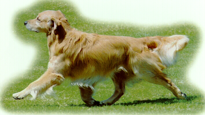 sherwood goldens