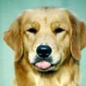 sherwood goldens contact page