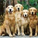 sherwood goldens history