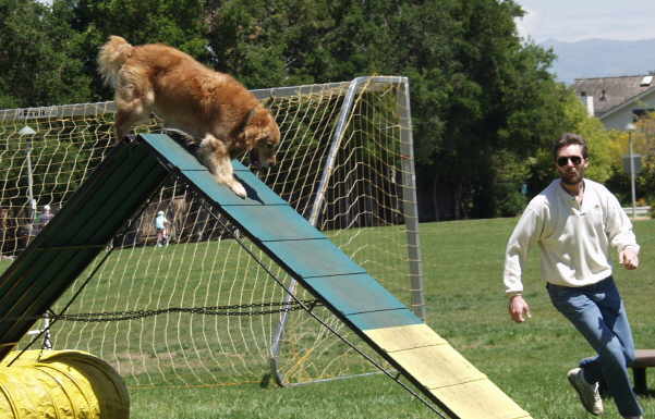 Tiger,  CH Sherwood's Let's Play A Round CD NA NAJ