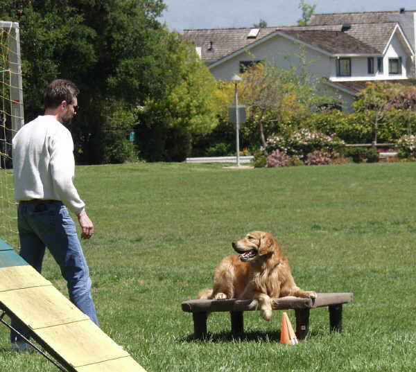 Tiger,  CH Sherwood's Let's Play A Round CD NA NAJ